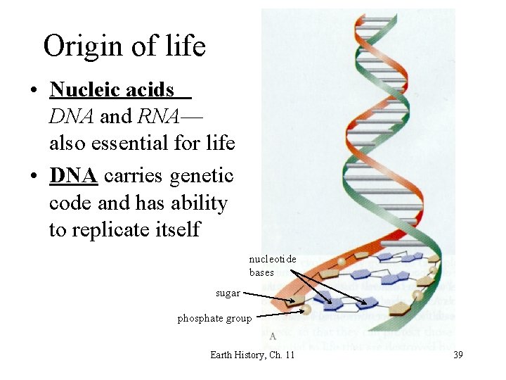Origin of life • Nucleic acids DNA and RNA— also essential for life •