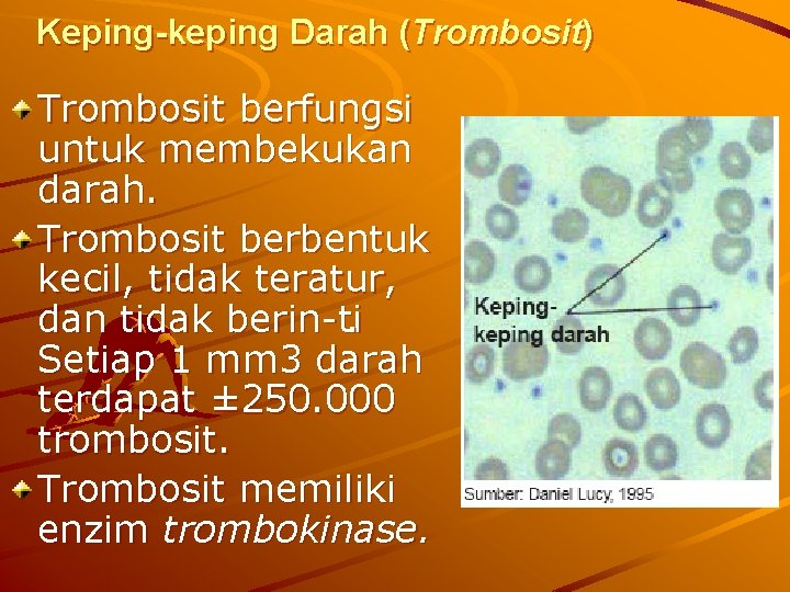 Keping-keping Darah (Trombosit) Trombosit berfungsi untuk membekukan darah. Trombosit berbentuk kecil, tidak teratur, dan