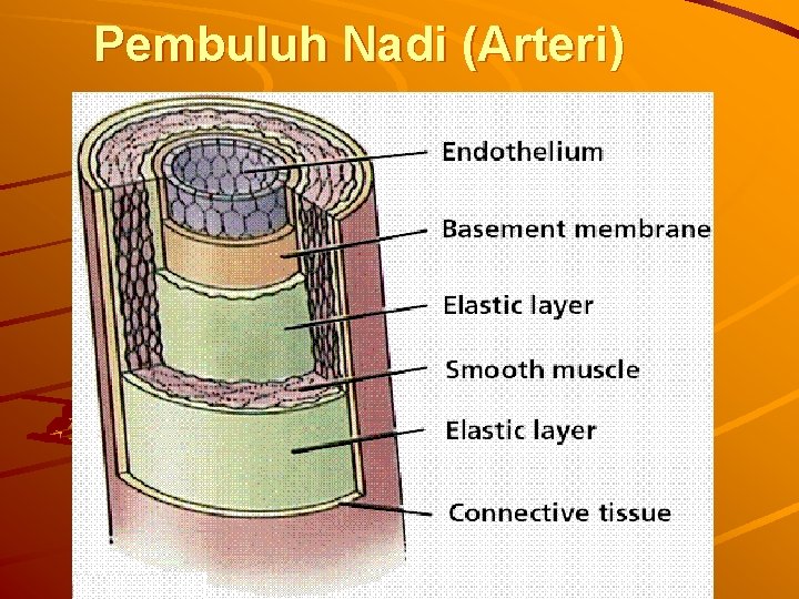 Pembuluh Nadi (Arteri) 