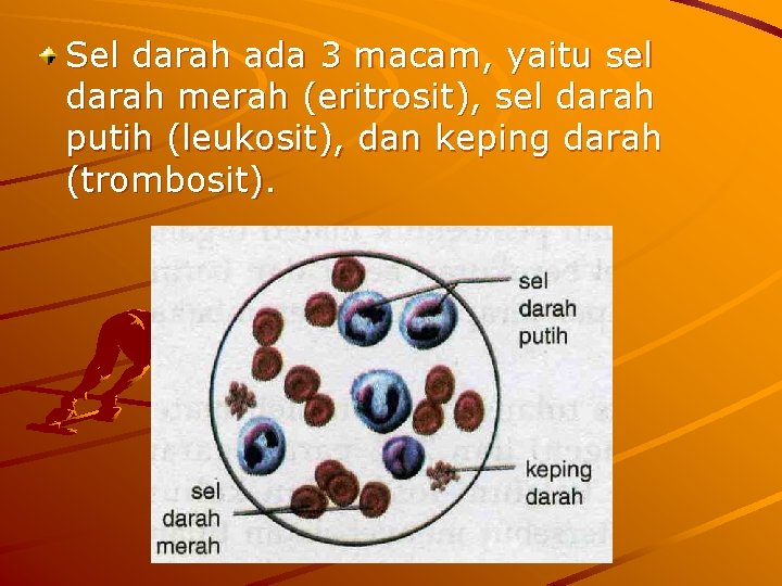 Sel darah ada 3 macam, yaitu sel darah merah (eritrosit), sel darah putih (leukosit),