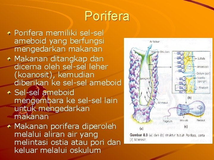 Porifera memiliki sel ameboid yang berfungsi mengedarkan makanan Makanan ditangkap dan dicerna oleh sel