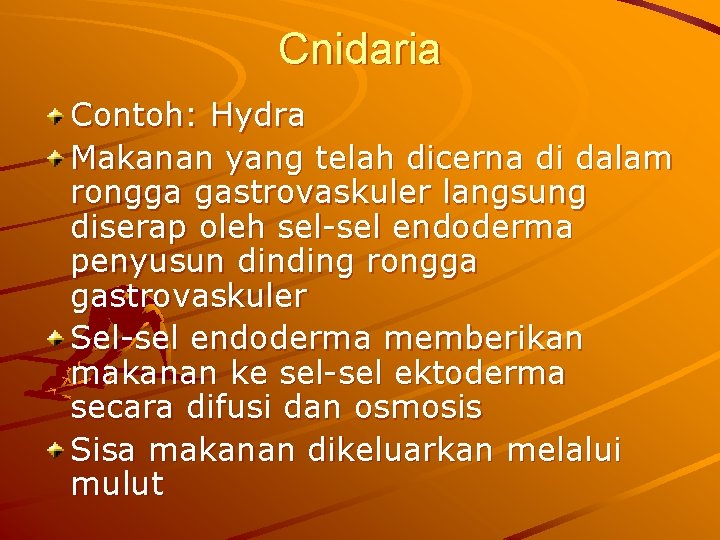 Cnidaria Contoh: Hydra Makanan yang telah dicerna di dalam rongga gastrovaskuler langsung diserap oleh