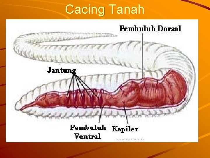 Cacing Tanah 