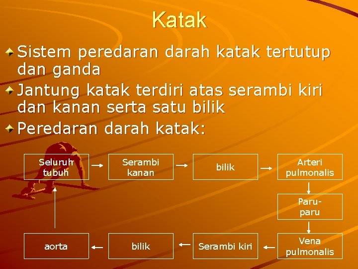 Katak Sistem peredaran darah katak tertutup dan ganda Jantung katak terdiri atas serambi kiri