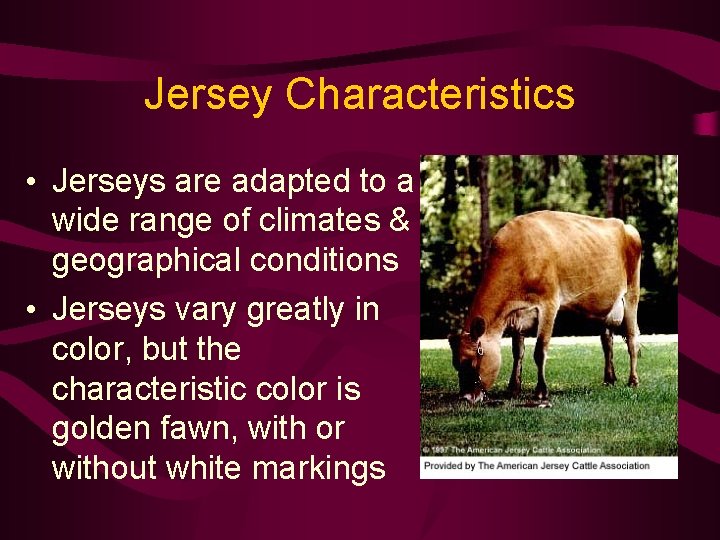 Jersey Characteristics • Jerseys are adapted to a wide range of climates & geographical