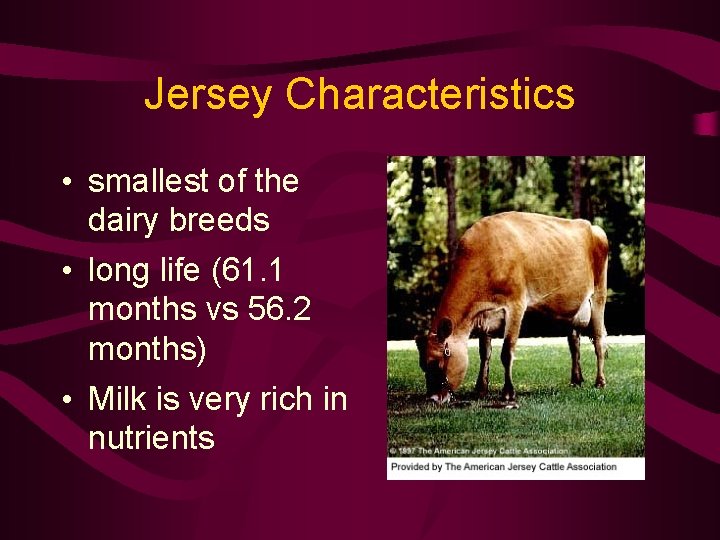Jersey Characteristics • smallest of the dairy breeds • long life (61. 1 months