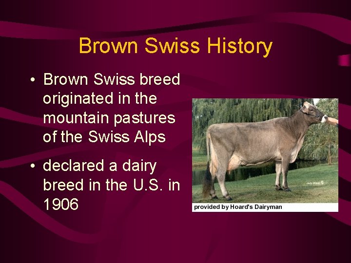 Brown Swiss History • Brown Swiss breed originated in the mountain pastures of the