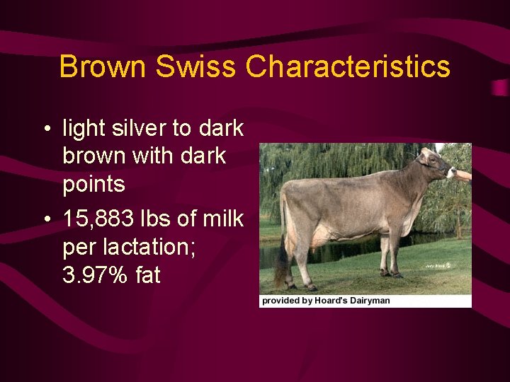 Brown Swiss Characteristics • light silver to dark brown with dark points • 15,