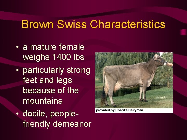Brown Swiss Characteristics • a mature female weighs 1400 lbs • particularly strong feet