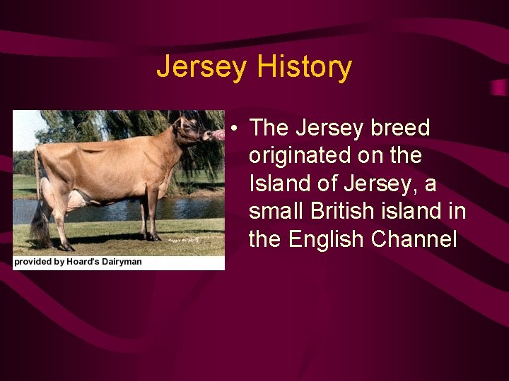 Jersey History • The Jersey breed originated on the Island of Jersey, a small