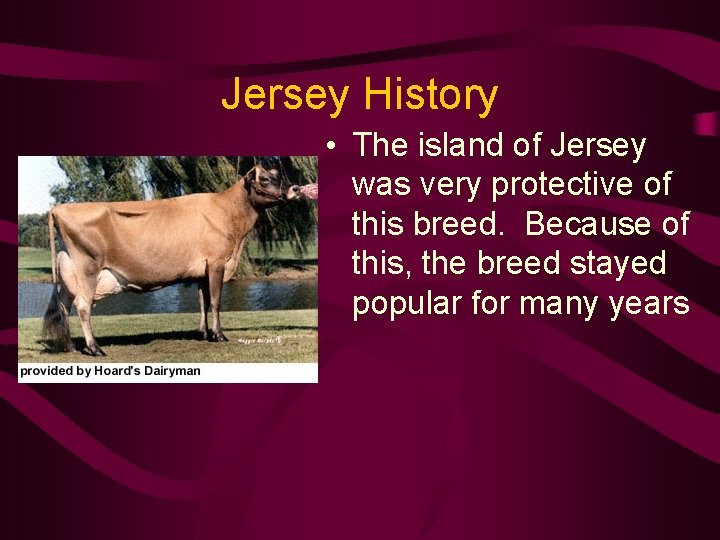 Jersey History • The island of Jersey was very protective of this breed. Because