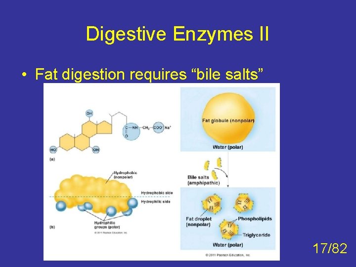 Digestive Enzymes II • Fat digestion requires “bile salts” 17/82 