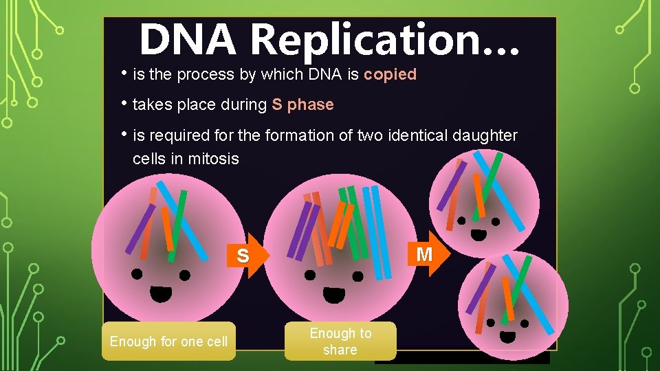 DNA Replication… • is the process by which DNA is copied • takes place