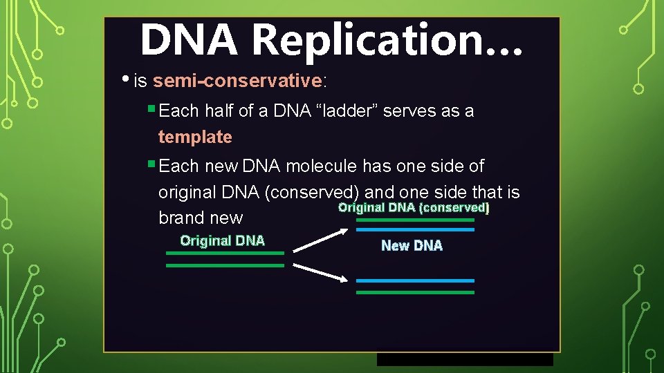 DNA Replication… • is semi-conservative: § Each half of a DNA “ladder” serves as