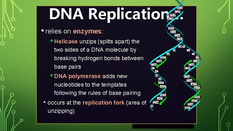 DNA Replication… • relies on enzymes: § Helicase unzips (splits apart) the two sides