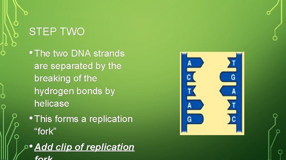 STEP TWO • The two DNA strands are separated by the breaking of the