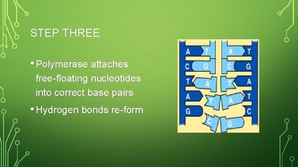 STEP THREE • Polymerase attaches free-floating nucleotides into correct base pairs • Hydrogen bonds