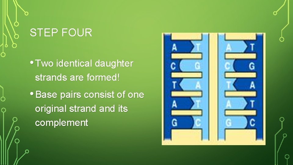 STEP FOUR • Two identical daughter strands are formed! • Base pairs consist of