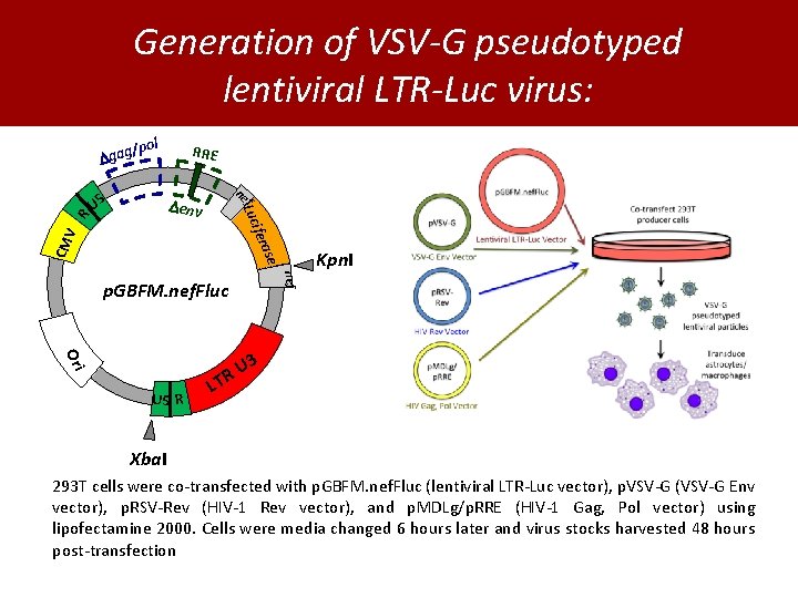 Generation of VSV-G pseudotyped lentiviral LTR-Luc virus: pol U 5 RRE ne f env