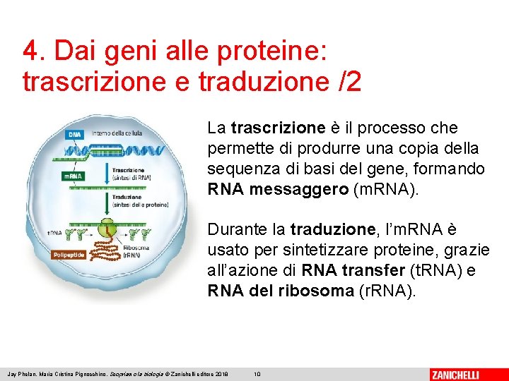 4. Dai geni alle proteine: trascrizione e traduzione /2 La trascrizione è il processo