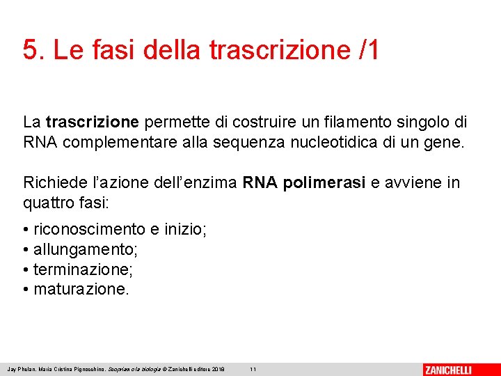 5. Le fasi della trascrizione /1 La trascrizione permette di costruire un filamento singolo