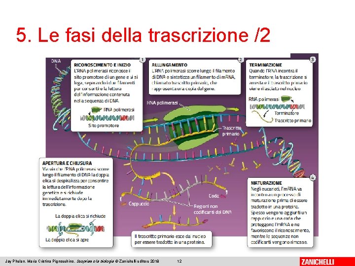 5. Le fasi della trascrizione /2 Jay Phelan, Maria Cristina Pignocchino, Scopriamo la biologia