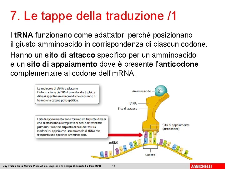 7. Le tappe della traduzione /1 I t. RNA funzionano come adattatori perché posizionano