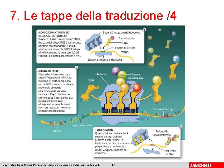7. Le tappe della traduzione /4 Jay Phelan, Maria Cristina Pignocchino, Scopriamo la biologia