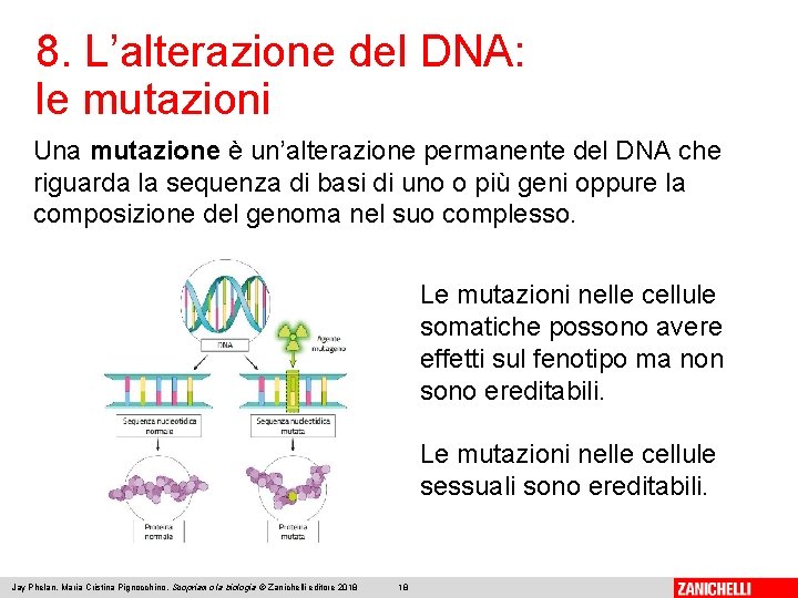 8. L’alterazione del DNA: le mutazioni Una mutazione è un’alterazione permanente del DNA che