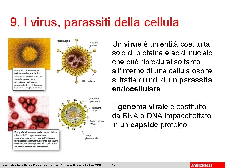 9. I virus, parassiti della cellula Un virus è un’entità costituita solo di proteine