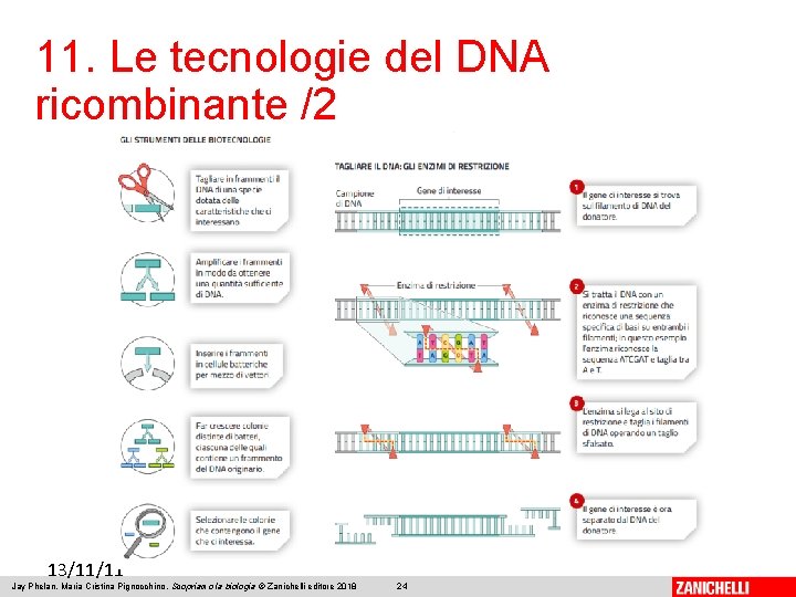 11. Le tecnologie del DNA ricombinante /2 13/11/11 Jay Phelan, Maria Cristina Pignocchino, Scopriamo