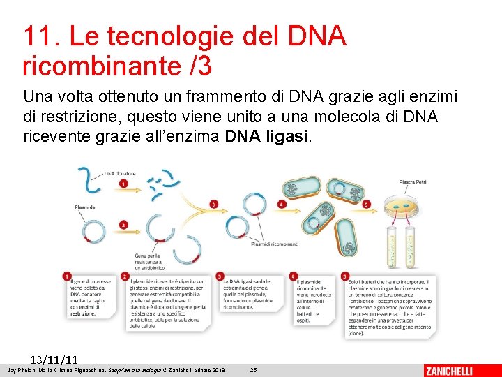 11. Le tecnologie del DNA ricombinante /3 Una volta ottenuto un frammento di DNA
