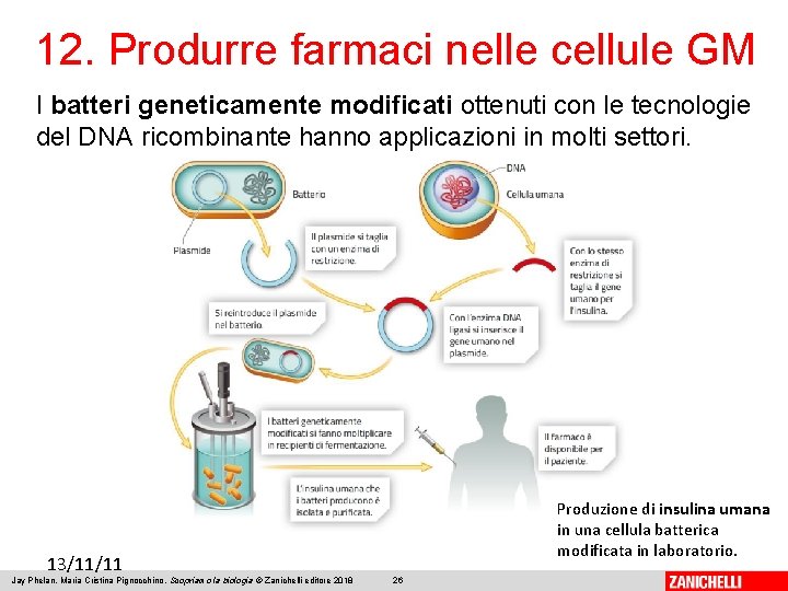 12. Produrre farmaci nelle cellule GM I batteri geneticamente modificati ottenuti con le tecnologie