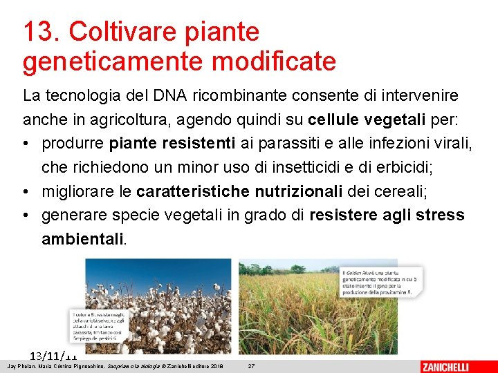 13. Coltivare piante geneticamente modificate La tecnologia del DNA ricombinante consente di intervenire anche