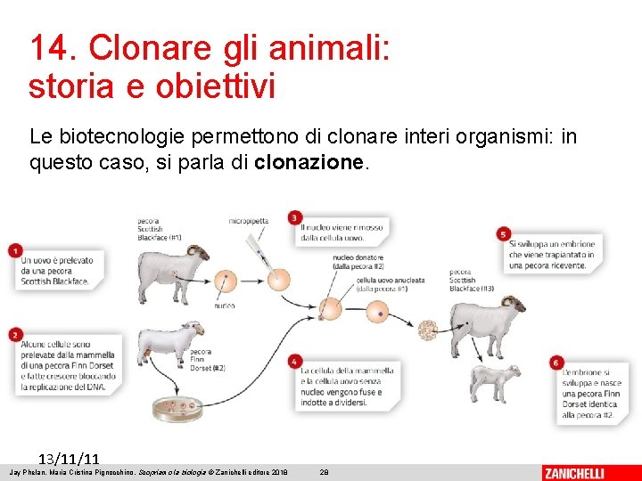 14. Clonare gli animali: storia e obiettivi Le biotecnologie permettono di clonare interi organismi: