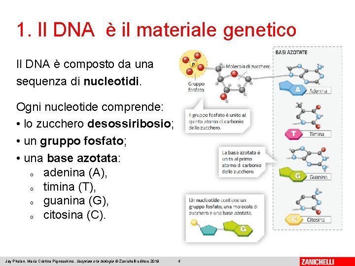 1. Il DNA è il materiale genetico Il DNA è composto da una sequenza