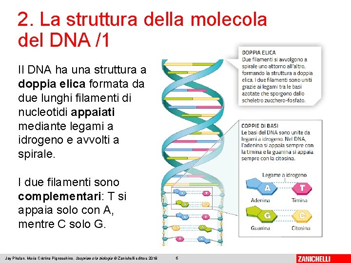 2. La struttura della molecola del DNA /1 Il DNA ha una struttura a