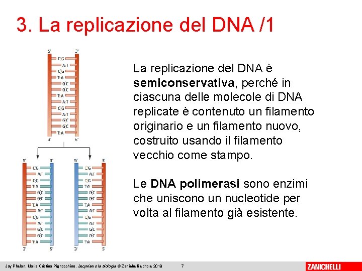 3. La replicazione del DNA /1 La replicazione del DNA è semiconservativa, perché in