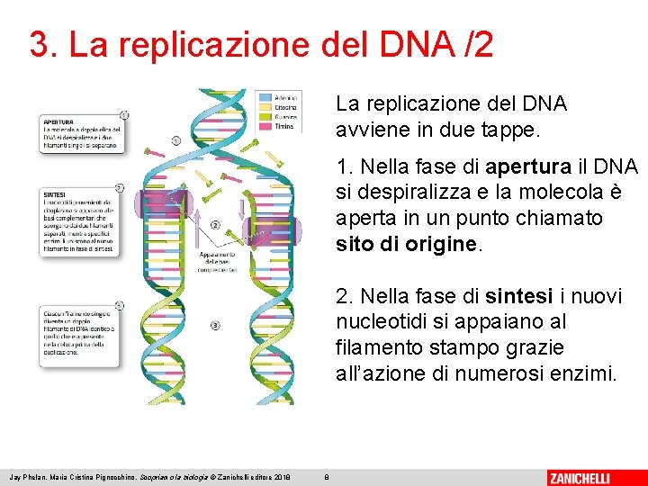 3. La replicazione del DNA /2 La replicazione del DNA avviene in due tappe.