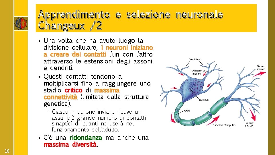 Apprendimento e selezione neuronale Changeux /2 › Una volta che ha avuto luogo la