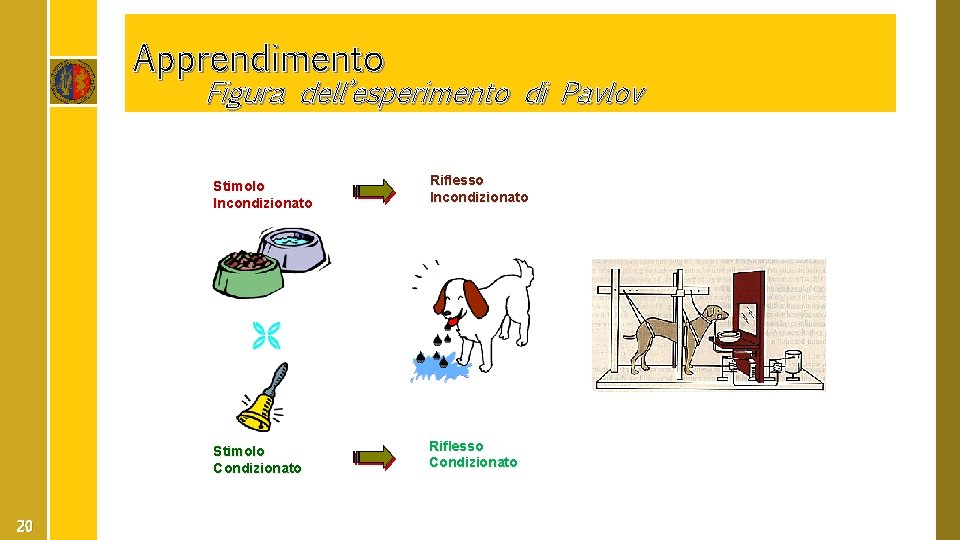 Apprendimento Figura dell’esperimento di Pavlov Stimolo Incondizionato Riflesso Incondizionato Stimolo Condizionato 20 Riflesso Condizionato