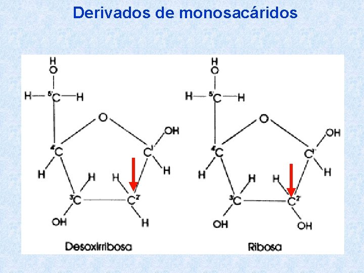 Derivados de monosacáridos 