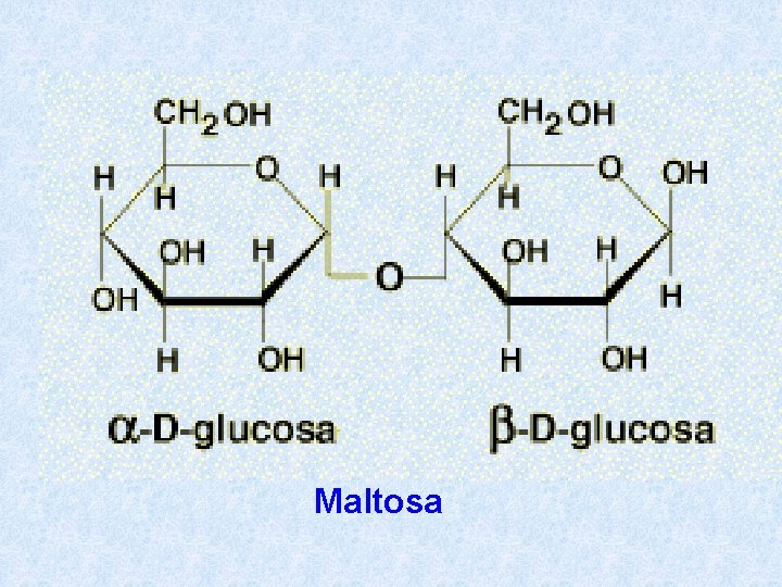 Maltosa 