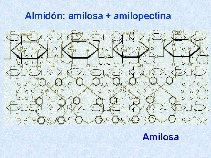 Almidón: amilosa + amilopectina Amilosa 