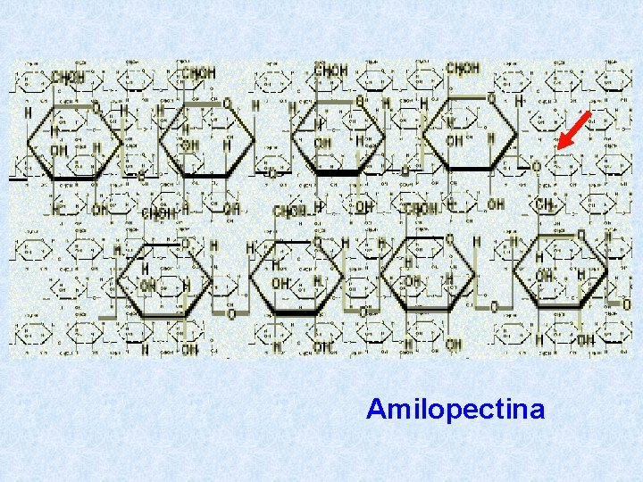 Amilopectina 