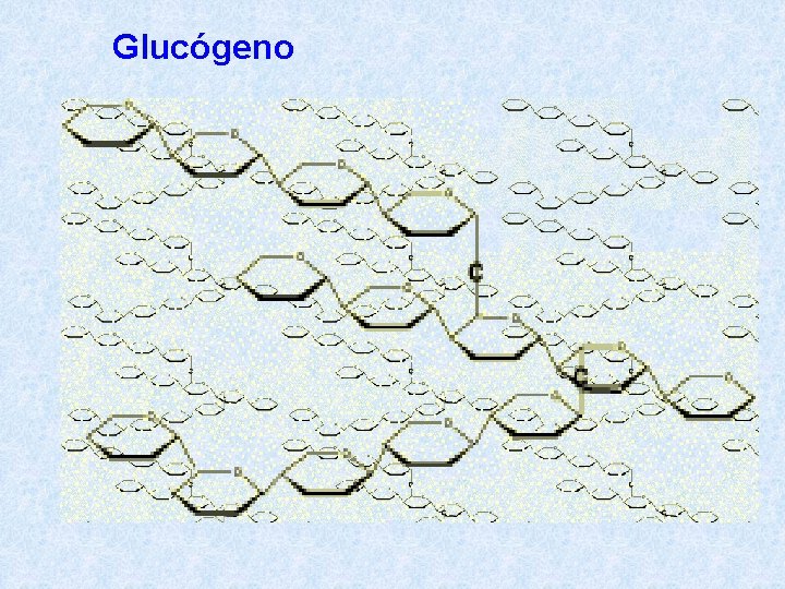 Glucógeno 