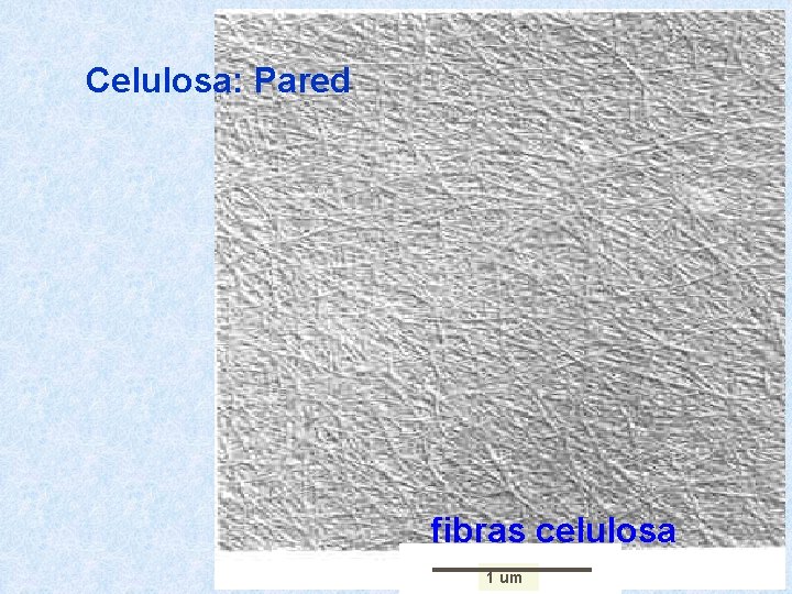 Celulosa: Pared fibras celulosa 1 um 