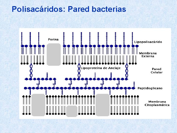 Polisacáridos: Pared bacterias 