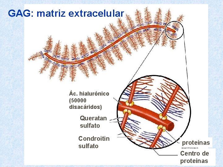 GAG: matriz extracelular Ác. hialurónico (50000 disacáridos) Queratan sulfato Condroitin sulfato proteínas Centro de