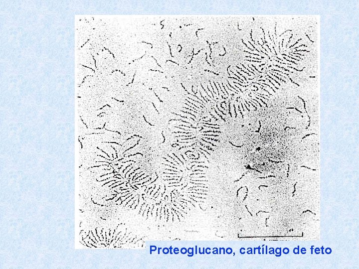 Proteoglucano, cartílago de feto 